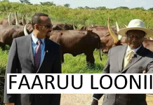 Faaruu Loonii – afaan-oromoo.com